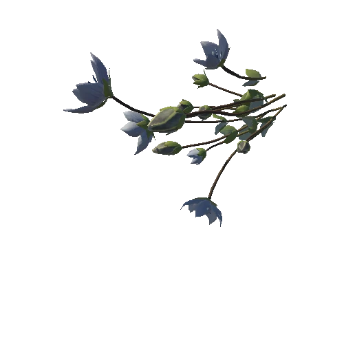 3D flower Collection vol02 Lomatogonium03_M